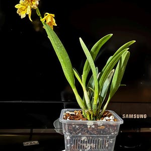 Jules added a photo of their purchase