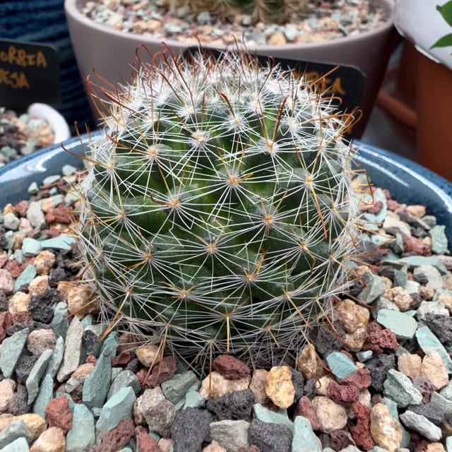Mammillaria Zeilmanniana Cactus Plant - Etsy