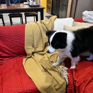 Extra Quality Merino Wool Blanket: Soft, Warm, and Cozy Large Mustard Ochre Yellow Sofa Throw Plaid Blanket - Size 140x200cm/55x79in