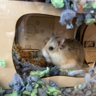 Hamster Tunnel/ Hamster Cave Hideout/ Chamber Rooms/ Hamster Digging ... - Hamster Cave Design With Secure Entry And Easy Exit