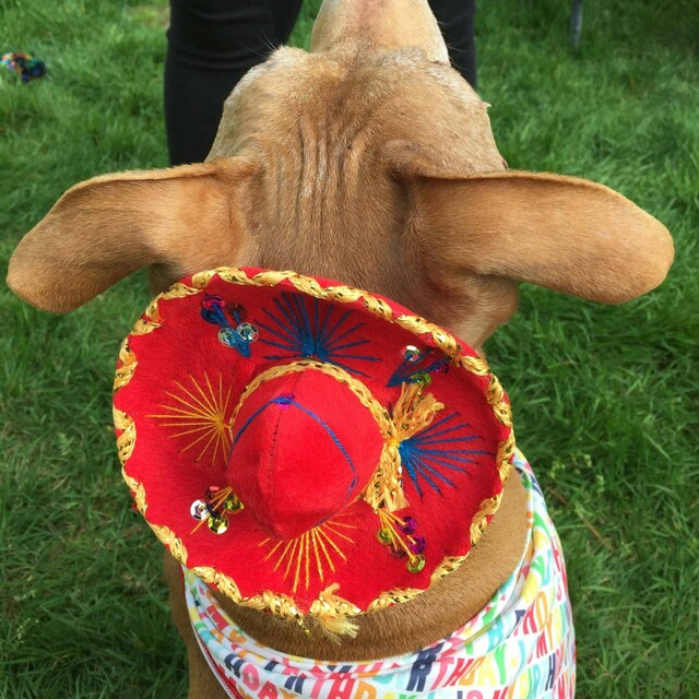 White Mexican Dress Up Sombrero | Mexican Costumes Australia