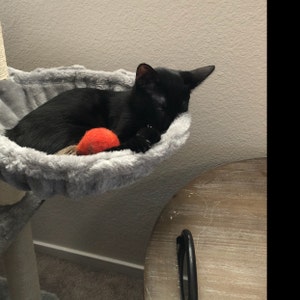Erica added a photo of their purchase