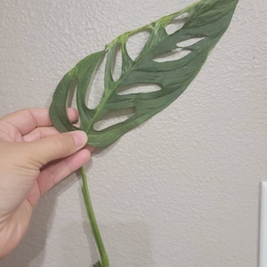 Comprador de Etsy ha añadido una foto de su compra