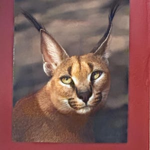 CARACAL PORTRAIT #01B- Ready to Hang High Def. Dye Sublimation