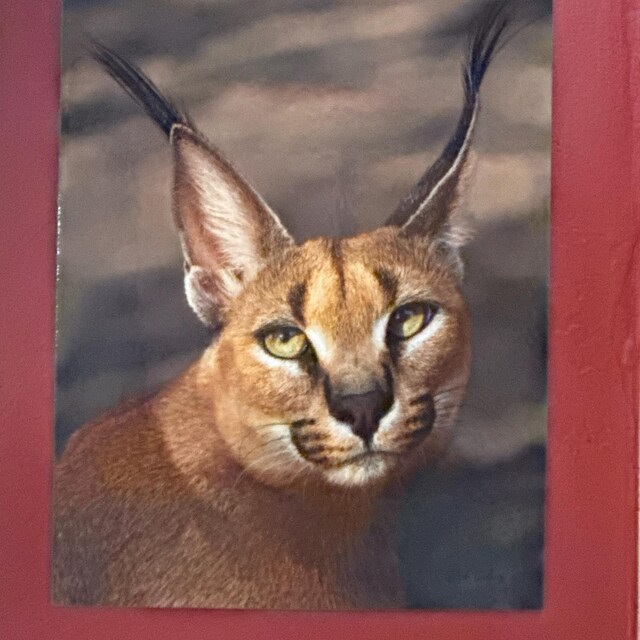 信州まなぶ ポスター Caracal Artwork 信州まなぶ ポスター Caracal Artwork 【公式通販】