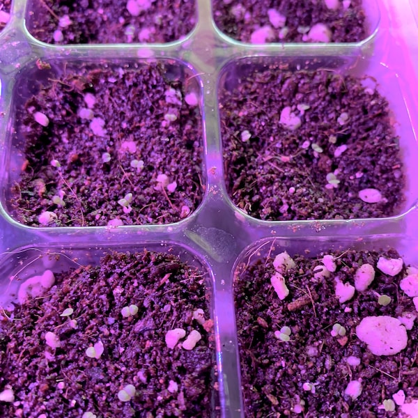 Sempervivum Seeds - Hardy Mixture