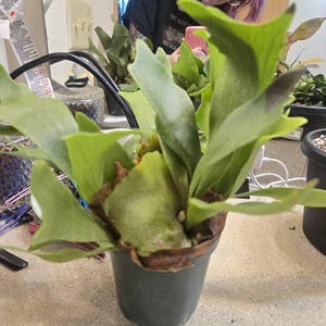 Cynthia added a photo of their purchase