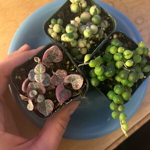 Erin added a photo of their purchase