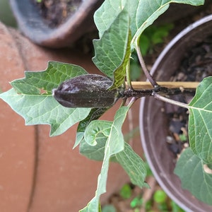 Vilma added a photo of their purchase