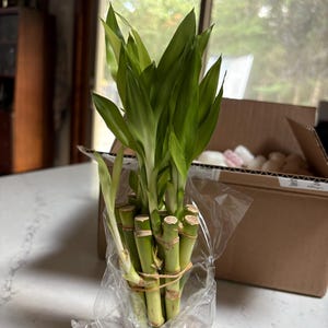 Robin added a photo of their purchase