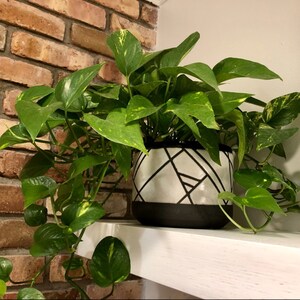 Cherie added a photo of their purchase