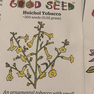 Huichol Langsdorff's Tobacco Seeds for Planting: Prolific Yellow Flowers  Night Blooming Heirloom Non-GMO Medicinal Herbs