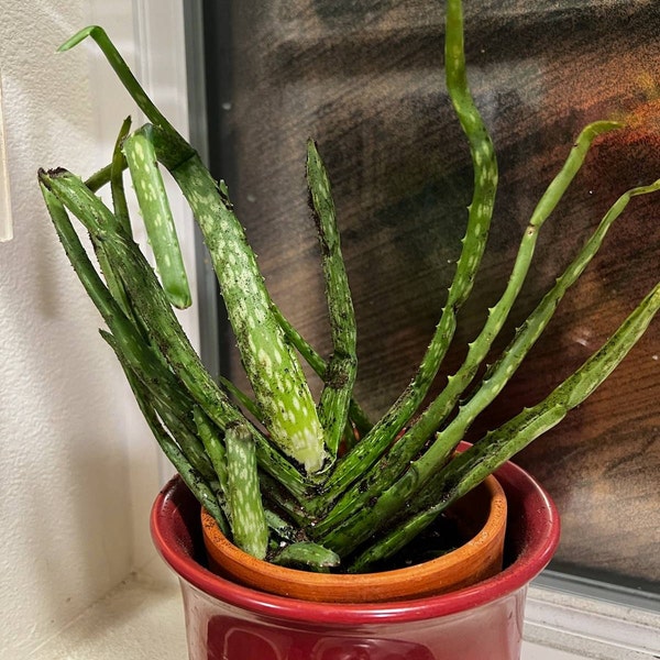 Purse, Tote, Fashion Bag Pattern 5367 Butterick Sewing Pattern