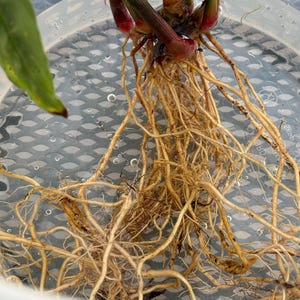 Rare*exotic*ginger Alpinia Rugosa Rhizome, Fresh, Exotic Unusual