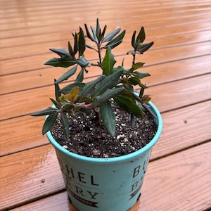Janet ha añadido una foto de su compra
