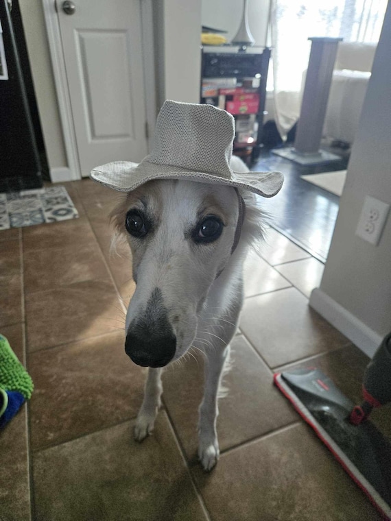 Customer photo of a pet with the Safari Hat  for Dog Cat Puppy Mini pig made by