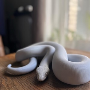 Ekaterina added a photo of their purchase