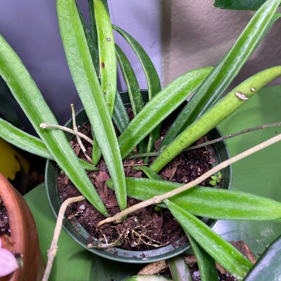 Plant Room Coloring Page - Etsy