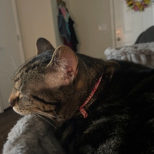 Rylee a ajouté une photo de son achat