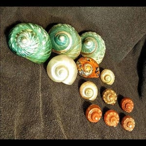 Polished Tapestry Turbo Shells: Medium Hermit Crab Shells, Set of