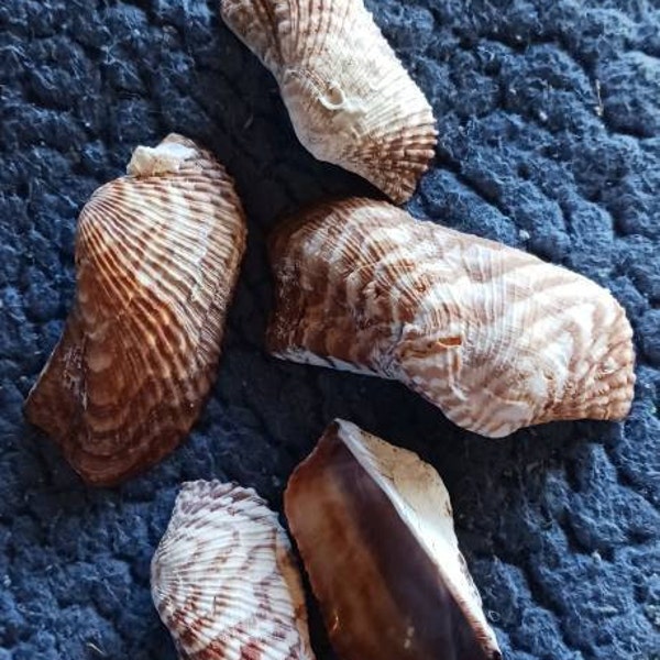 Turkey Wing Shells, Turkey Wing Ark Shell, Arca Zebra Shell ( 1.5 - 2.5 ...