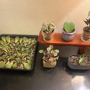 Allamaraine added a photo of their purchase
