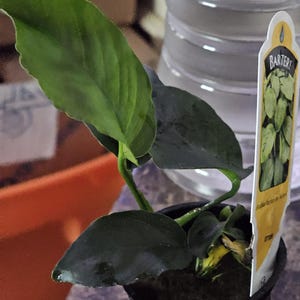 BUY 2 GET 1 FREE Anubias Barteri 'Coffeefolia'-Easy Live Aquarium Pond Aquatic Plant