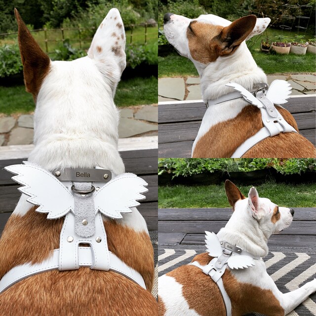 Niels peeraer wings leather dog harness online