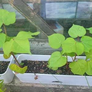 Kathleen ha añadido una foto de su compra