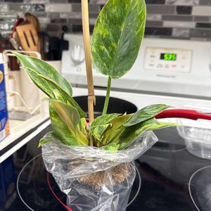 M added a photo of their purchase