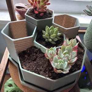 Alyse added a photo of their purchase