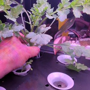 Rosemarie ha añadido una foto de su compra