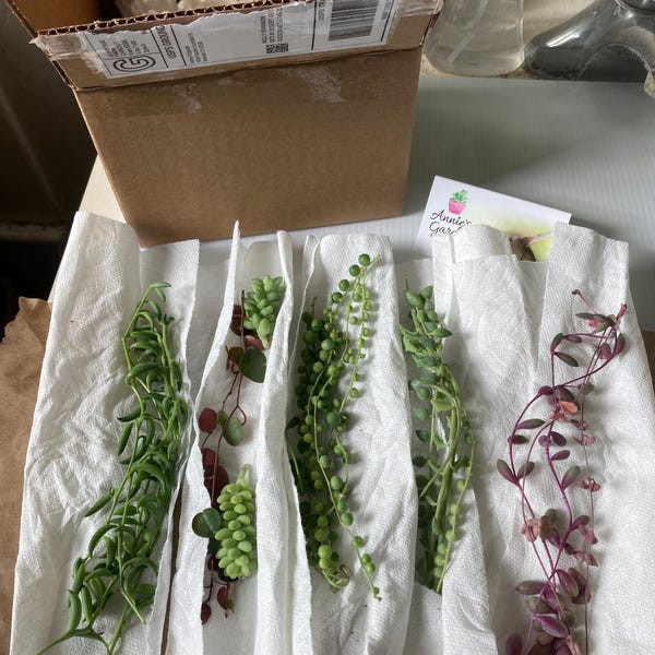 20 Trailing Succulent Strings With 7 Varieties, String of Pearl, String ...