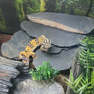 Piedras Grava P/ Acuario O Decoración Color Verde Agua 10kg | Envío Gratis