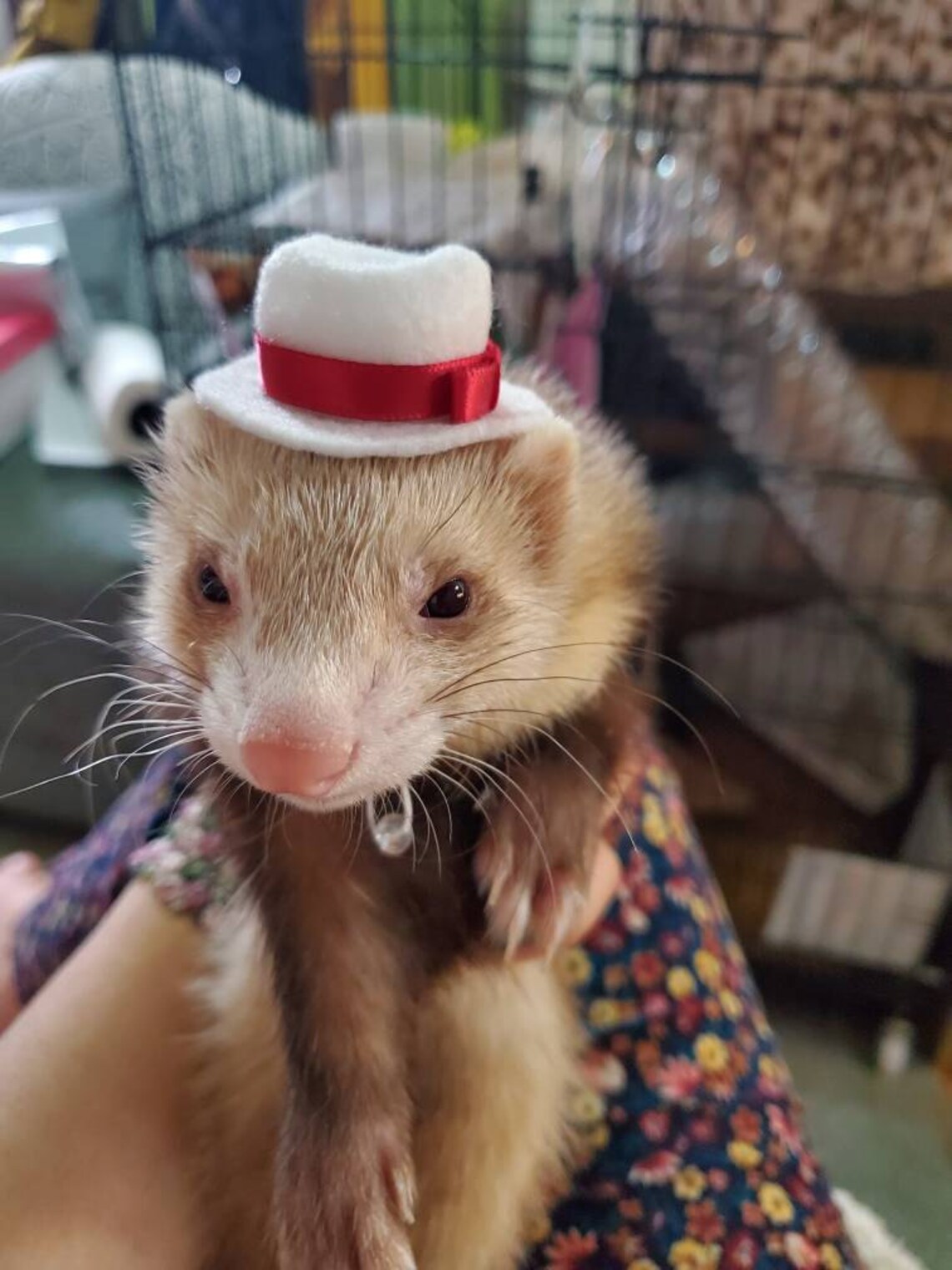 Customer photo of a pet with the Fedora  Hat  for small pet Hedgehog Vogue