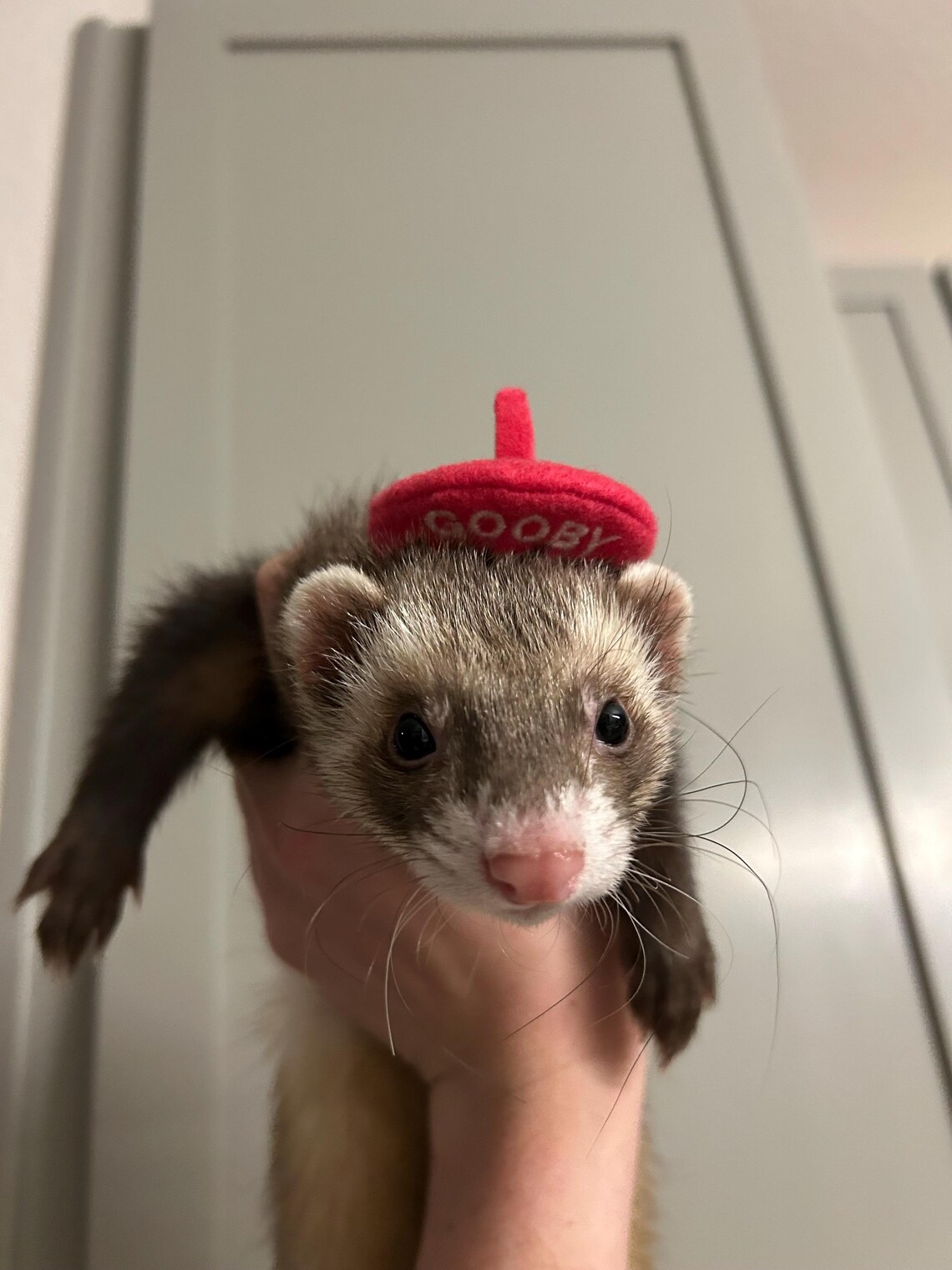 Customer photo of a pet with the Beret Personalized for small pet Raspberry