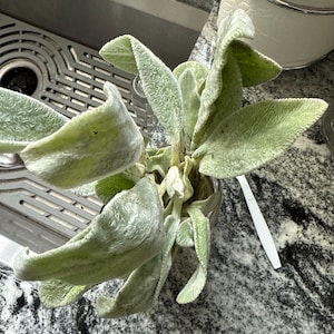 Selena ha añadido una foto de su compra