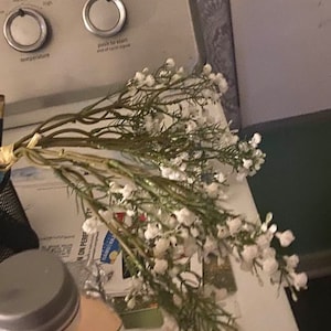 100-stem Baby's Breath