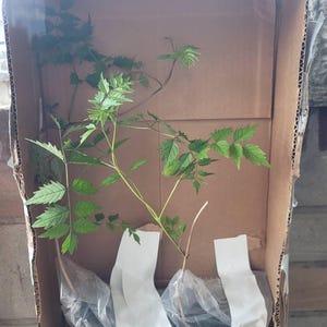Laurie added a photo of their purchase