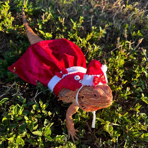 Summer Beach Bearded Dragon Short and Sunglasses MADE IN AMERICA - Etsy