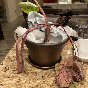 Cheryl added a photo of their purchase