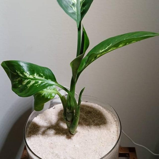 Dieffenbachia Maculata Picta 'tropic Snow' in 4