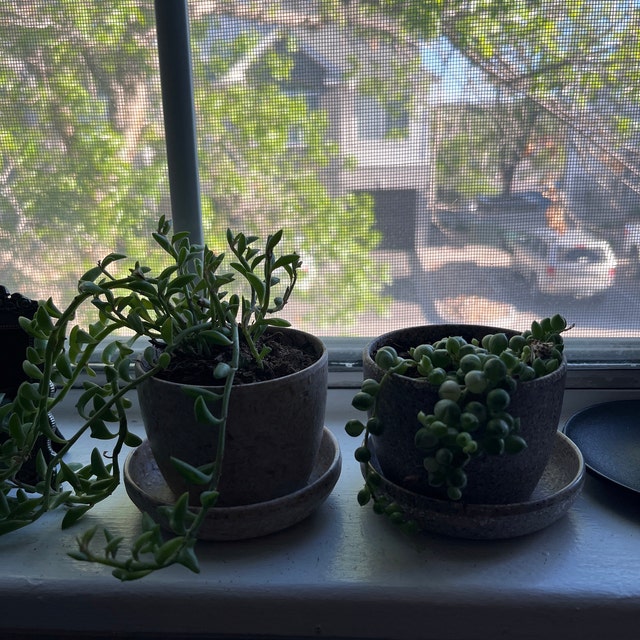 Essence Mini Planters Set of 3 | Indoor Small Succulent Planters