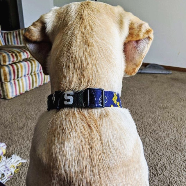 Michigan State Dog CollarMSU Dog CollarCollege Dog Etsy
