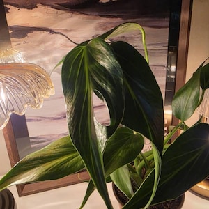 TeaCup added a photo of their purchase