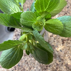 Scaredy Cat plant Coleus Canina keep cats out of your garden - Portugal