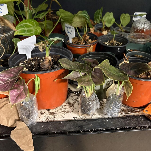 Alocasia Red Emergent Infernalis Starter Plant (ALL STARTER PLANTS