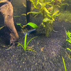 BUY 2 GET 1 FREE Anubias Barteri 'Coffeefolia'-Easy Live Aquarium Pond Aquatic Plant
