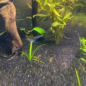 BUY 2 GET 1 FREE Anubias Barteri 'Coffeefolia'-Easy Live Aquarium Pond Aquatic Plant