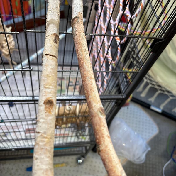View of Textured Wooden Parrot Stand • Modern Parrot Stand • Tabletop Parrot ...